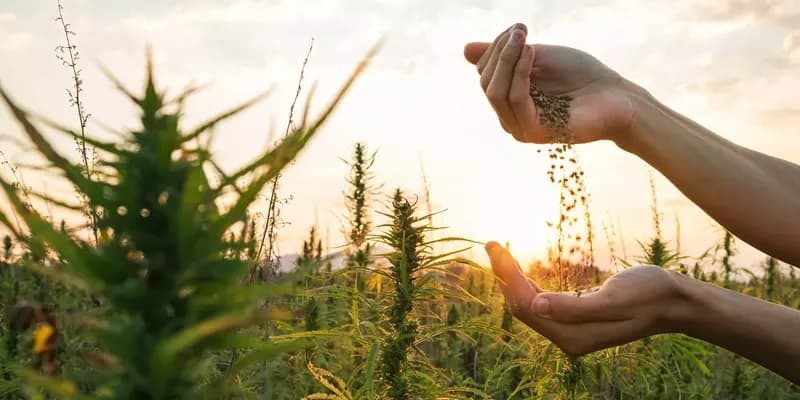 Online CBD Produkte günstig kaufen: So geht’s