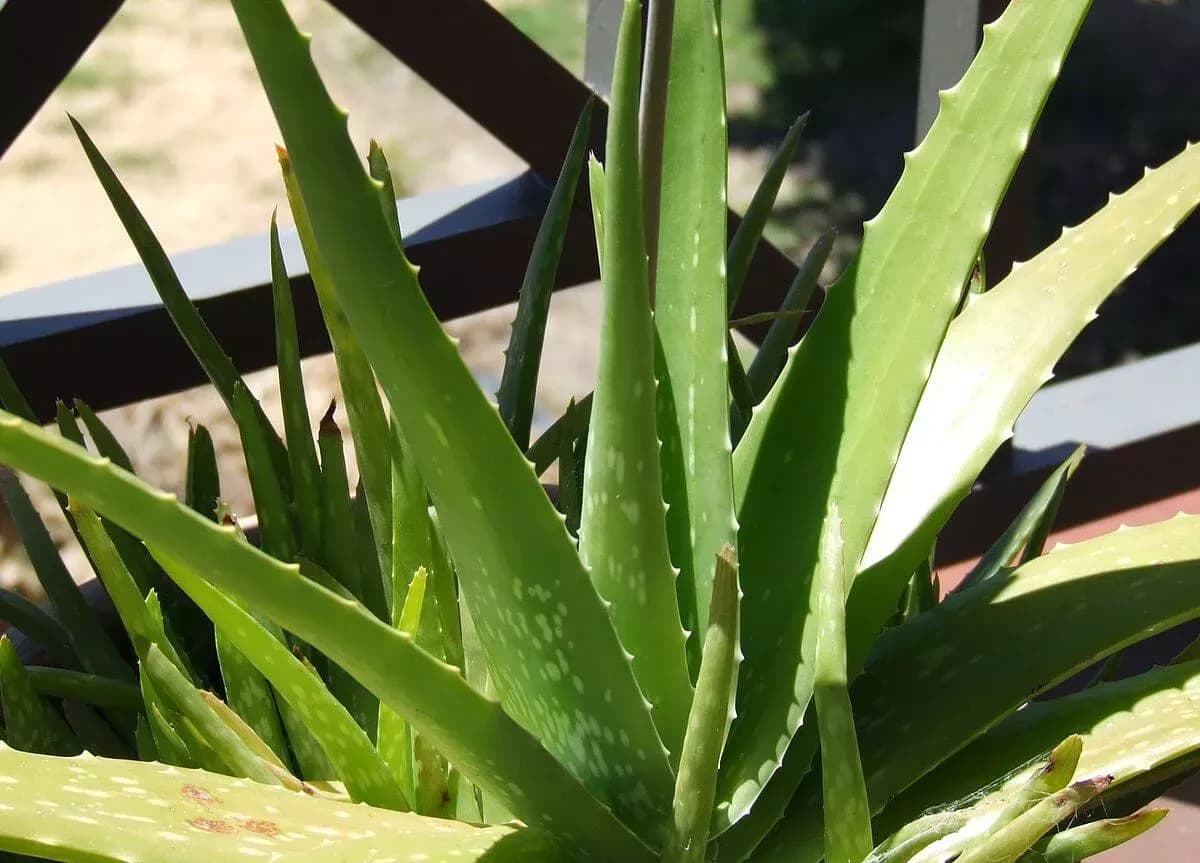Wie Aloe Vera Gel Gelly das Geschäft eines unabhängigen Distributors von Forever Living Products transformieren kann