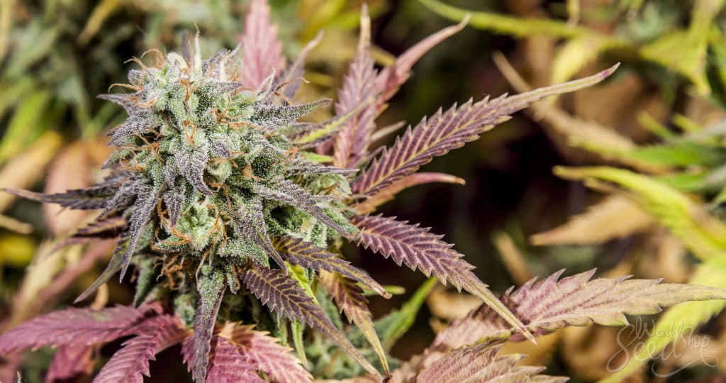 Cannabis Samen als Superfood: Ernährungsprofil und Vorteile