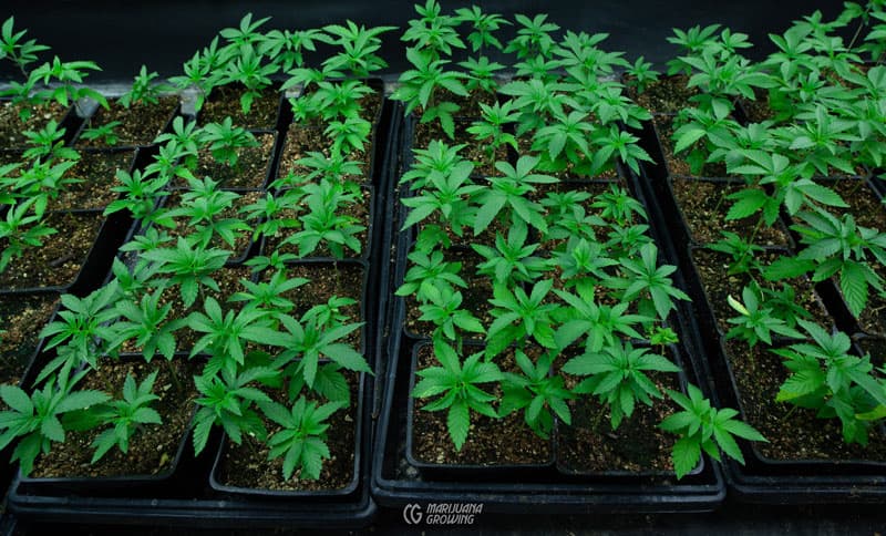 Die Zukunft der Cannabis Samen: Trends, die man im Auge behalten sollte
