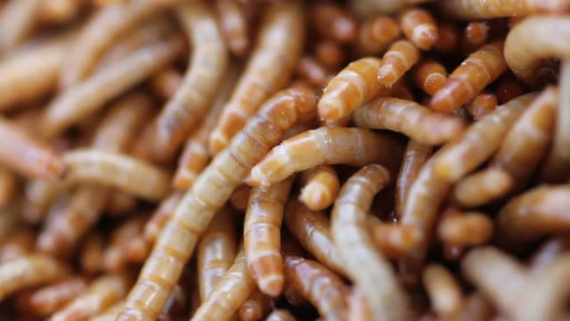 Mehlwürmer: Einblicke in die sozialen Strukturen von Mehlwurmkolonien