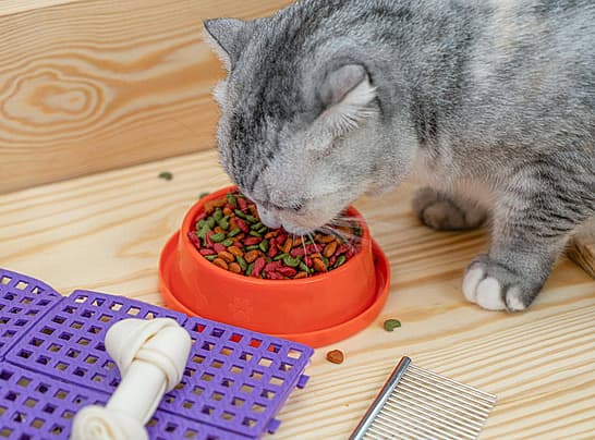 Katzen Kletterwand: Kreatives Design für aktive Katzen – Eine einzigartige Spielwiese im eigenen Zuhause