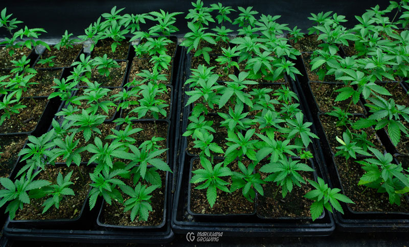 Die Zukunft der Cannabis Samen: Trends, die man im Auge behalten sollte