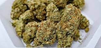 Warum Cannabis Sativa und Sinsemilla bei Cannapot Hand in Hand gehen